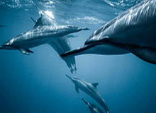 LEYU平台：重新定义企业增长与学习的数字化引擎